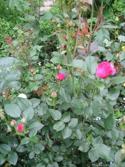 'Carat ®' rose photo