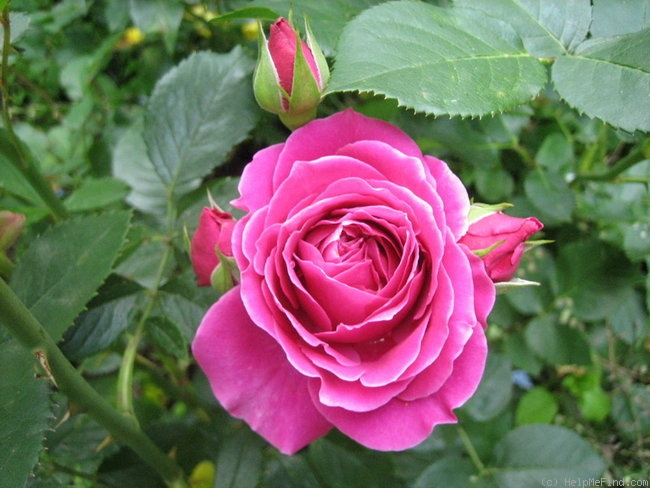 'Carat ®' rose photo