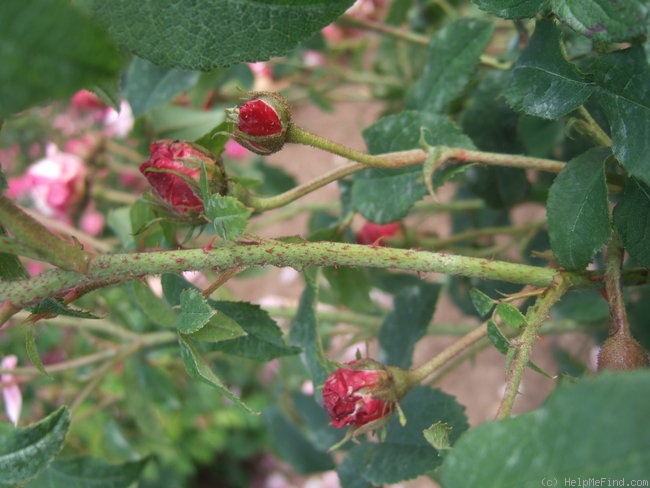 'Mécène' rose photo