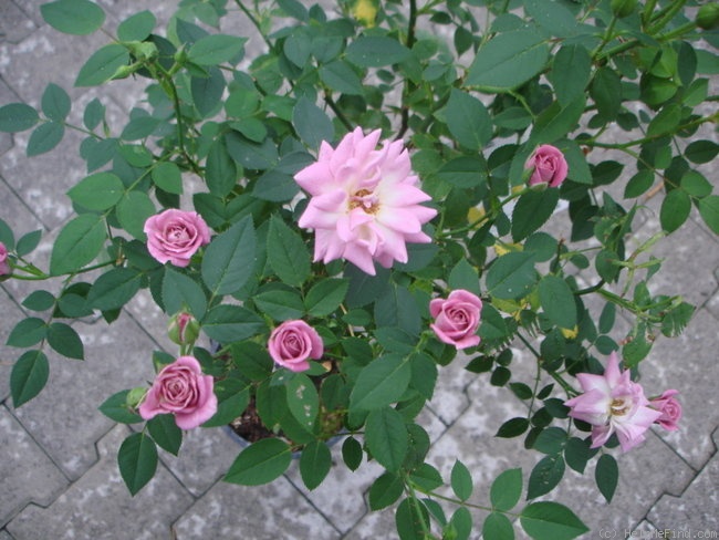 'Raindrops (miniature, Saville, 1989)' rose photo