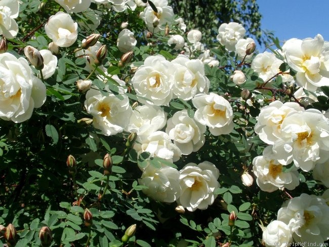 '<i>Rosa pimpinellifolia</i> 'plena'' rose photo