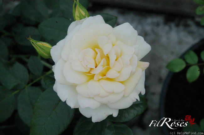 'Alix de Vergy®' rose photo