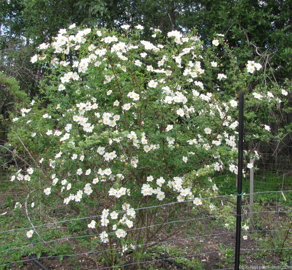 'Ross Rambler 4' rose photo