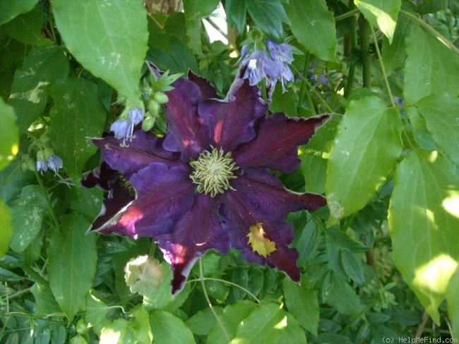 'The Vagabond' clematis photo