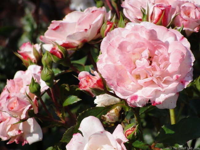 'Rosenstadt Freising ®' rose photo