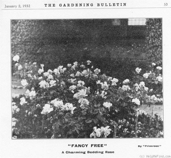 'Fancy Free' rose photo