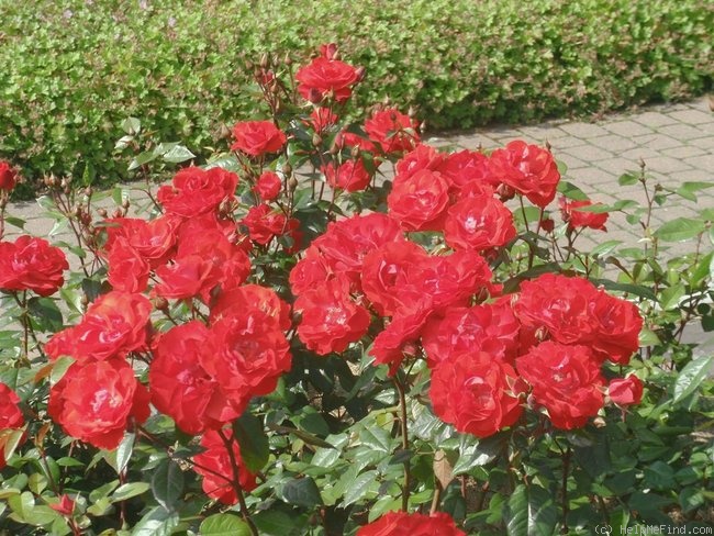 'Domstadt Fulda ®' rose photo