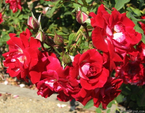 'Pirouette (floribunda, Lens, 1984)' rose photo