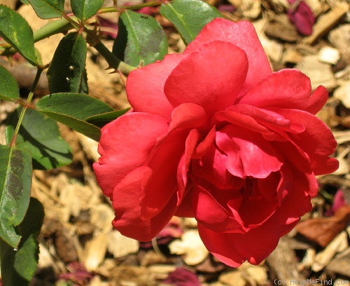 'Heat Wave' rose photo