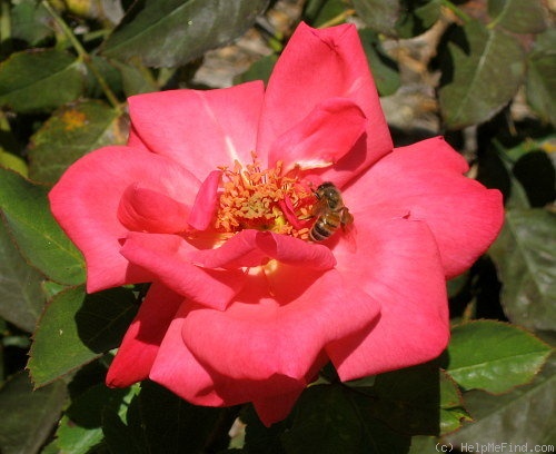 'Summer Fields' rose photo