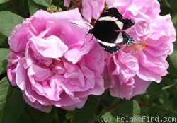 'Thérèse Bugnet (Rugosa, Bugnet, 1941)' rose photo