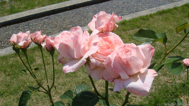 'Carnet de Bal' rose photo