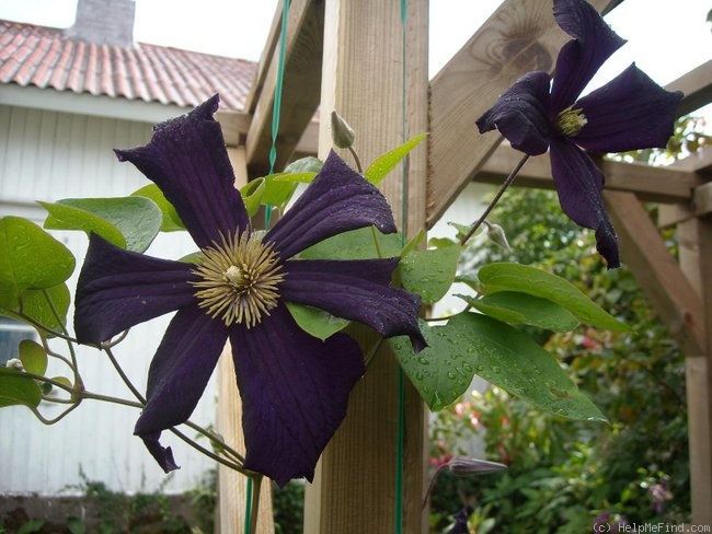 'Romantika' clematis photo