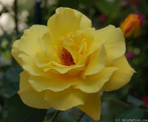 'Goldstern' rose photo