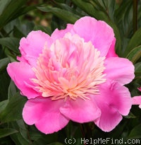 'Cameo' peony photo