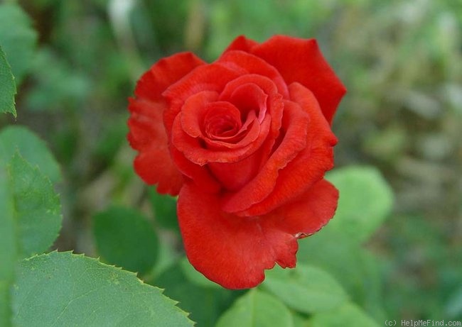 'Cajun Spice (hybrid tea, McMillan, 1996)' rose photo