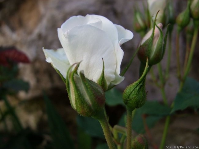 'Geschwister Scholl' rose photo