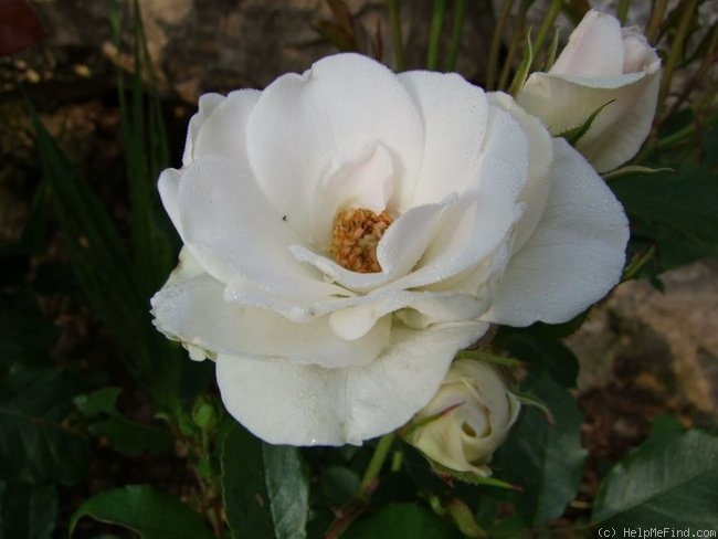 'Geschwister Scholl' rose photo
