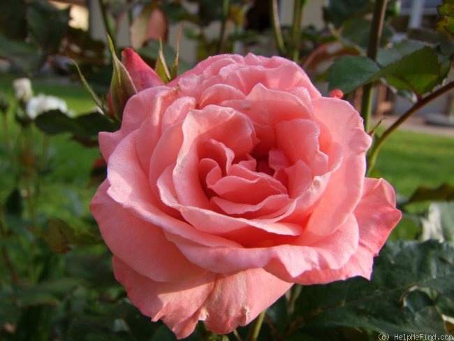 'Silberzauber' rose photo