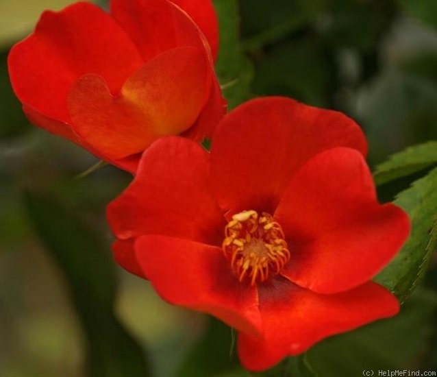 'Persian Flame' rose photo