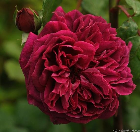 'Docteur Cazeneuve' rose photo