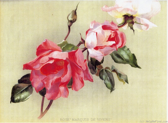 'Marquise de Vivens' rose photo