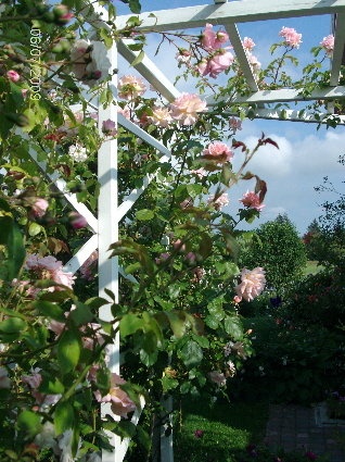'Hilde Gunns garden Vanse'  photo