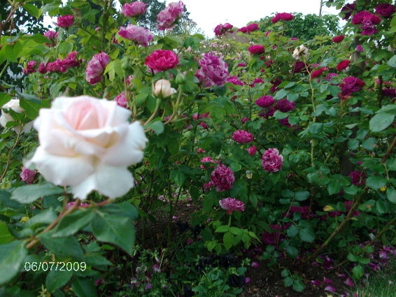 'Hilde Gunns garden Vanse'  photo