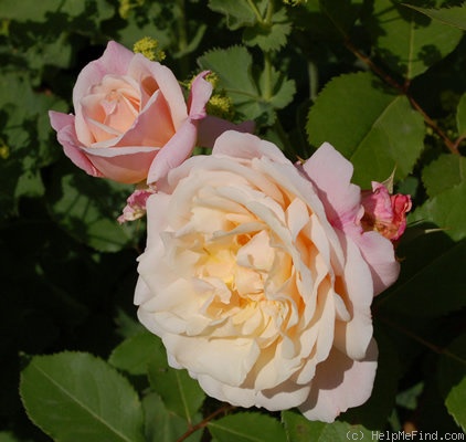 'Gruss an Aachen (Hybrid Tea, Hinner 1909)' rose photo