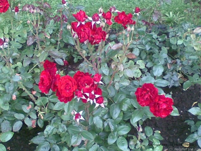 'P.G. Wodehouse ®' rose photo