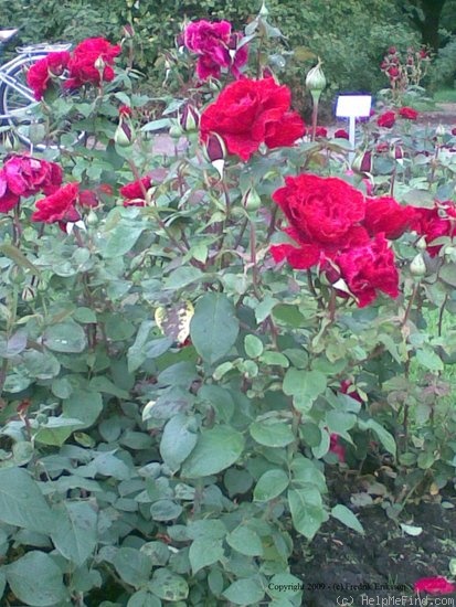 'Erotica' rose photo