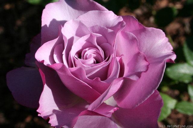 'Neptune ™ (hybrid tea, Carruth, 2003)' rose photo