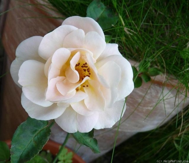 'Elegante Edith' rose photo
