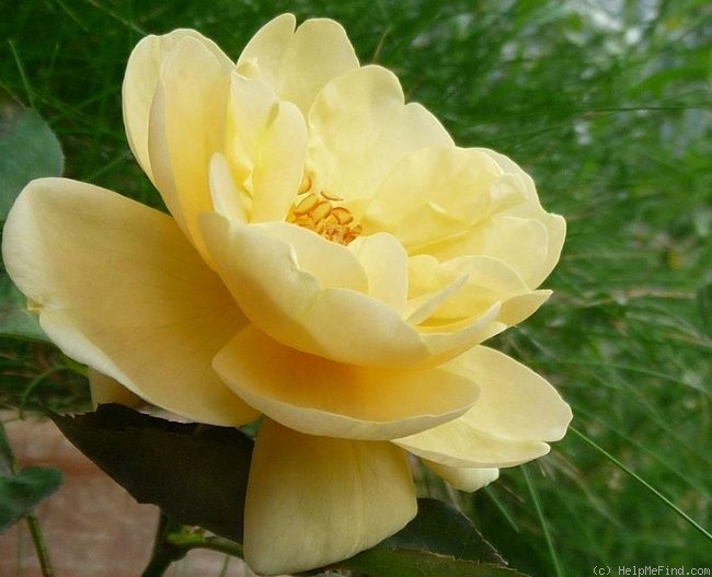 'Elegante Edith' rose photo