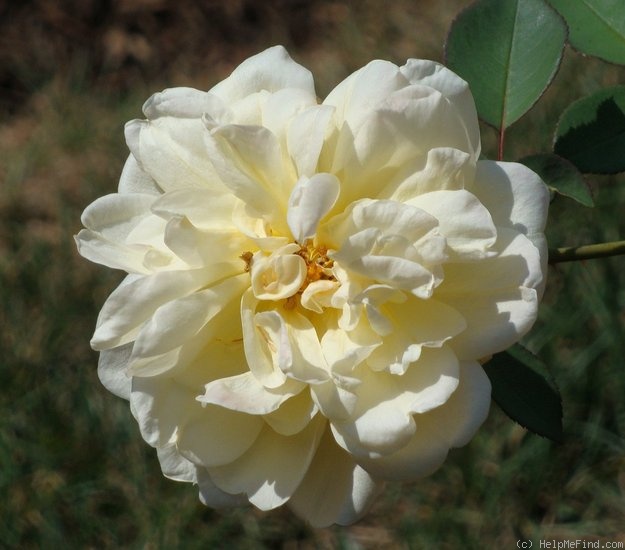 'Licorice Tea' rose photo