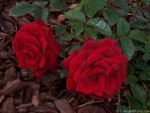 'Schwarze Madonna ™' rose photo
