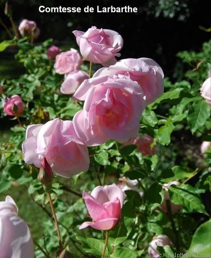 'Comtesse de Labarathe' rose photo