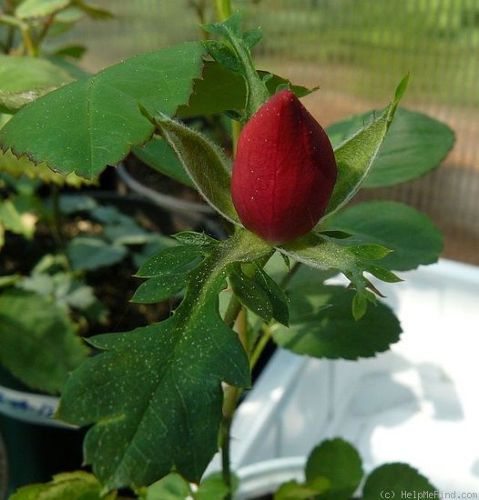 'Bésame mucho' rose photo