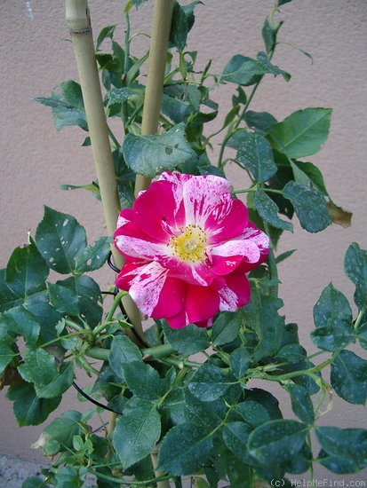 'Twist ™ (cl. patio, Olesen, 1993)' rose photo