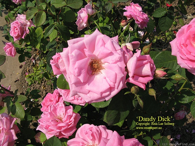 'Dandy Dick' rose photo
