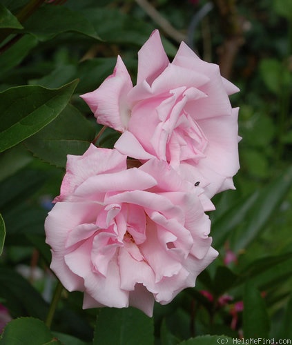 'Kathleen Harrop' rose photo