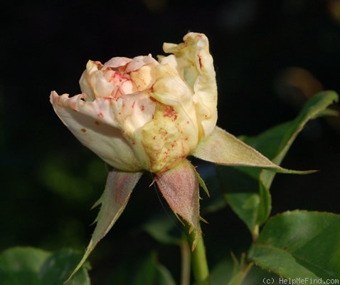 'Lady Sylvia, Cl.' rose photo