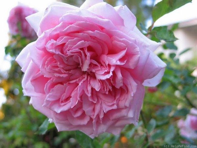 'September Morn' rose photo