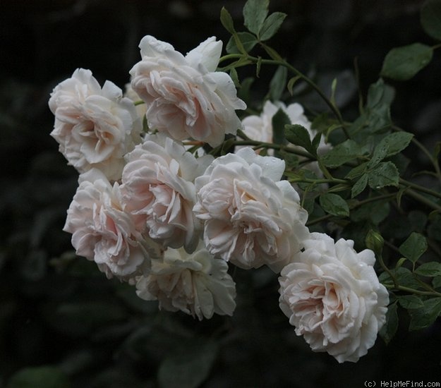 'Penny Lane (climber, Harkness, 1998)' rose photo