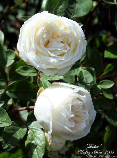 'Ducher' rose photo