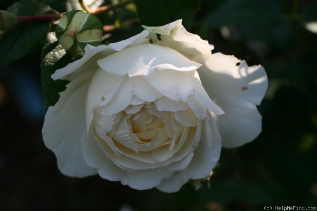 'Claire Austin' rose photo
