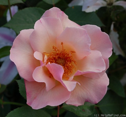 'Meg (Climbing Hybrid Tea, Gosset, 1954)' rose photo