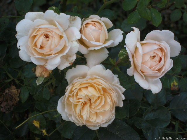 'Emanuel (English rose, Austin, 2000)' rose photo