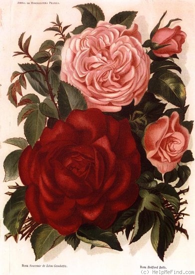 'Bedford Belle (hybrid tea, Laxton, 1884)' rose photo