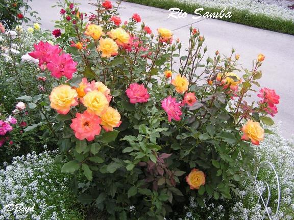 'Rio Samba ™' rose photo